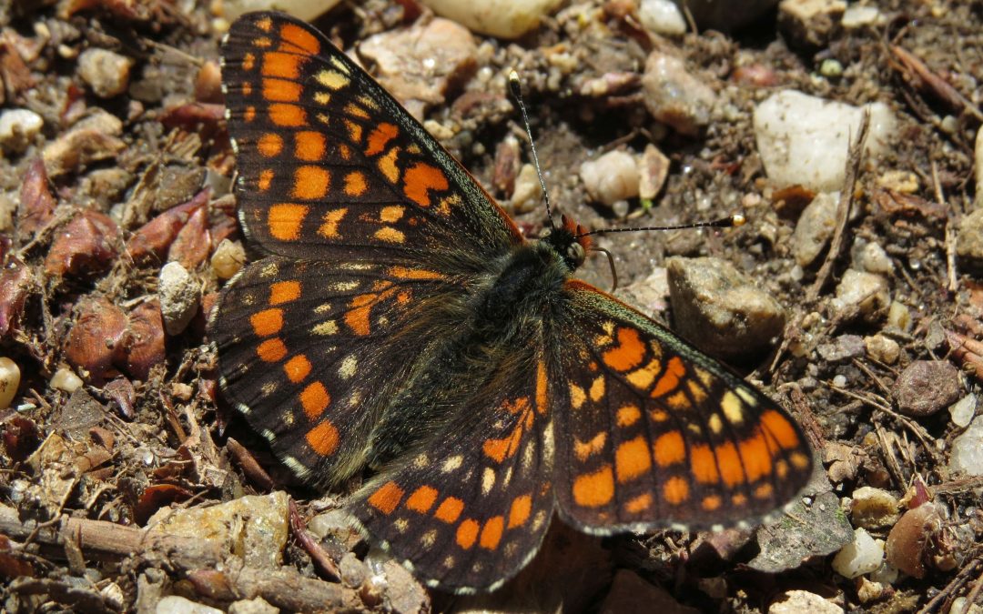 Hnědásek osikový – má vzácný motýl šanci?